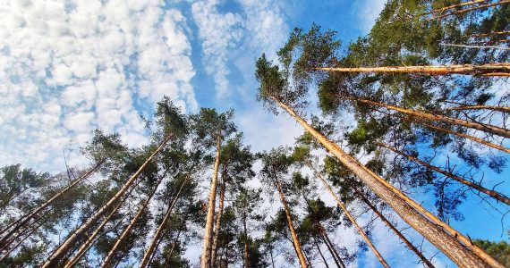 Upward view of tall pine trees against a blue sky with scattered clouds.